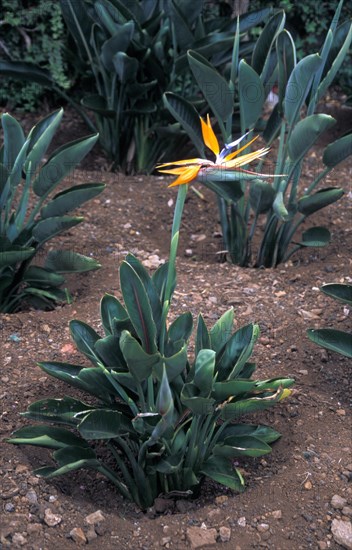 Bird of Paradise (Strelitzia reginae)