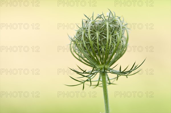 Wild Carrot (Daucus carota)