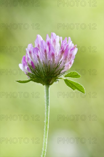 Red Clover (Trifolium pratense)