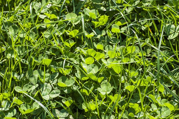 White Clover (Trifolium repens) leaves