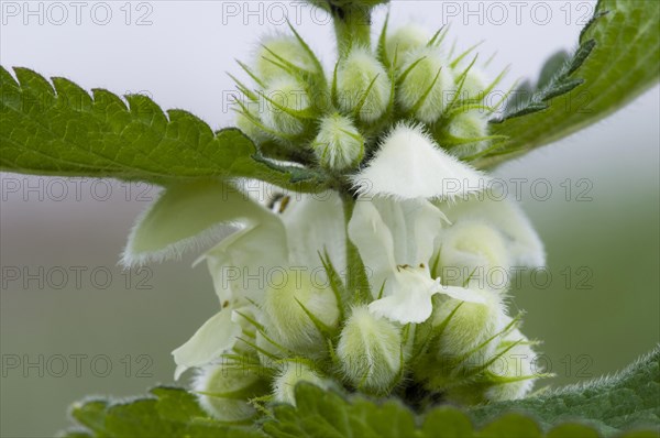 White Dead-nettle (Lamium album)