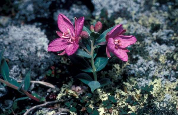 Arctic Dwarf Fireweed (Chamaenerion latifolium)