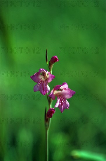 Gladiolus (Gladiolus communis)