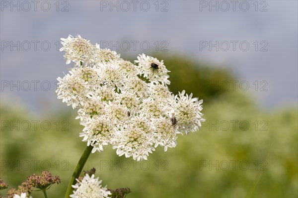 Hogweed (Heracleum sphondylium) flowering