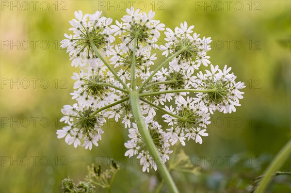 Hogweed (Heracleum sphondylium) flowering