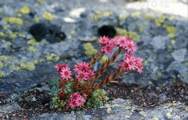 Cobweb Houseleek (Sempervivum arachnoideum)