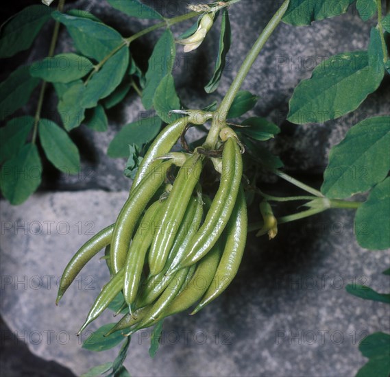 Wild Liquorice (Astragalus glycyphyllos) seed pods