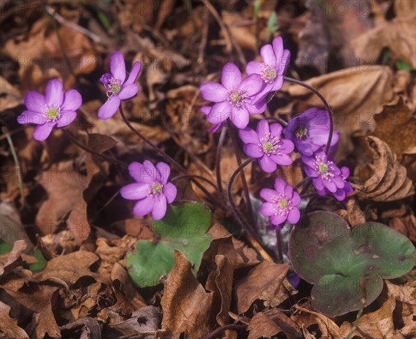 Liverwort (Anemone hepatica) clump in flower