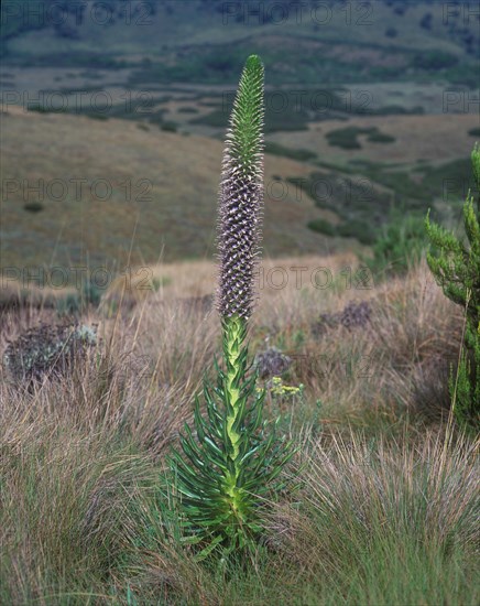 Lobelia (Lobelia sp.) in flower