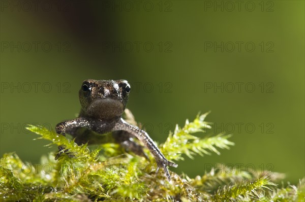 Common Toad (Bufo bufo)