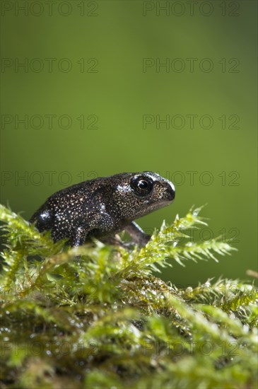 Common Toad (Bufo bufo)