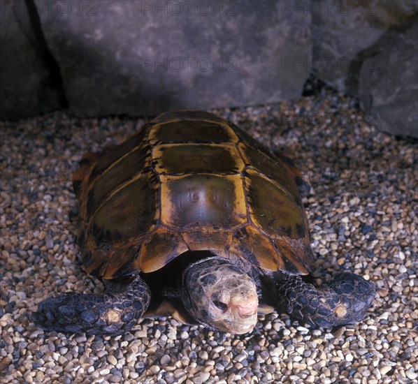 Burmese brown tortoise (Geochelone emys)