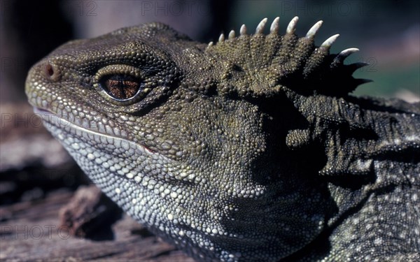 Tuatara (Sphenodon punctatus)