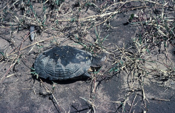 African helmeted turtle or Marsh terrapin (Pelomedusa subrufa)