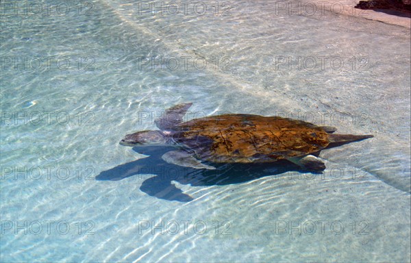 Loggerhead Turtle (Caretta caretta)