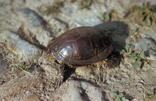 European Pond Terrapin (Emys orbicularis)