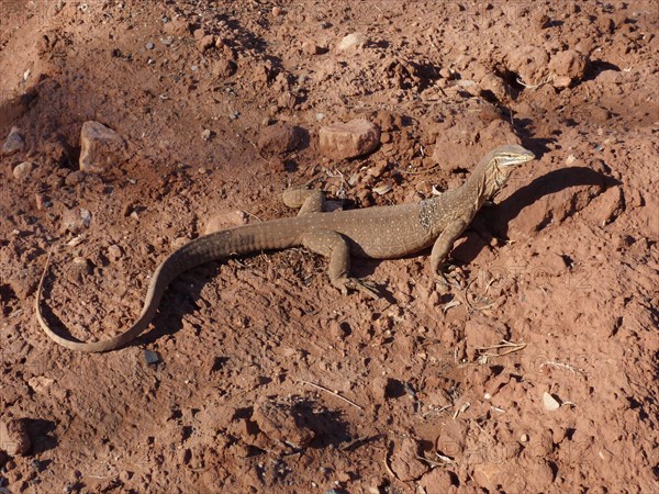 Yellow-spotted Monitor (Varanus panoptes)