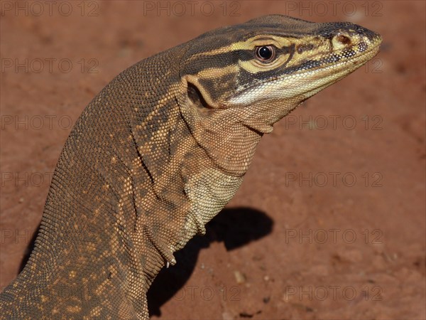 Yellow-spotted Monitor (Varanus panoptes)