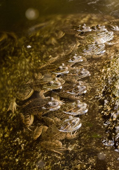 Lowland Leopard Frog (Rana yavapaiensis)