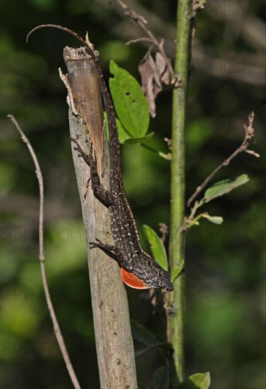 Jamaican Brown Anole (Anolis lineatopus)