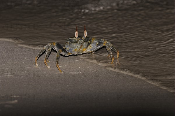 Horned Ghost Crab (Ocypode ceratophthalmus)