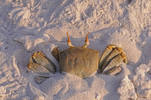 Horned Ghost Crab (Ocypode ceratophthalmus)