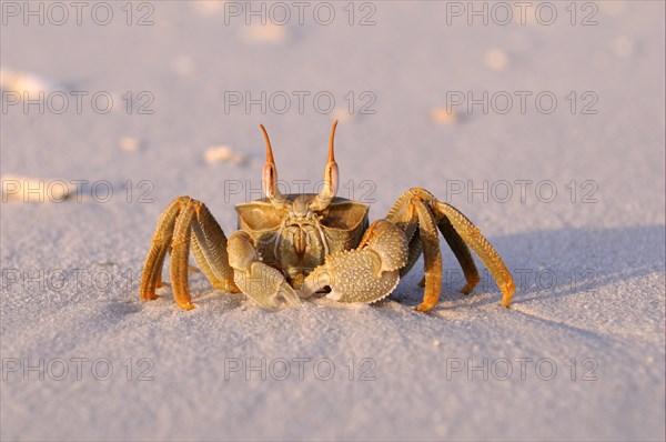 Horned Ghost Crab (Ocypode ceratophthalmus)