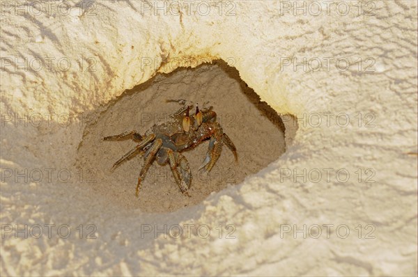 Horned Ghost Crab (Ocypode ceratophthalmus)