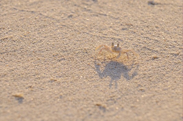 Horned Ghost Crab (Ocypode ceratophthalmus)