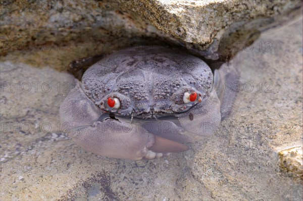 Red-eyed Crab (Eriphia ferox)