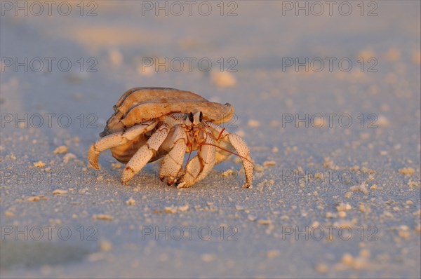 Strawberry Land Hermit Crab (Coenobita perlatus)
