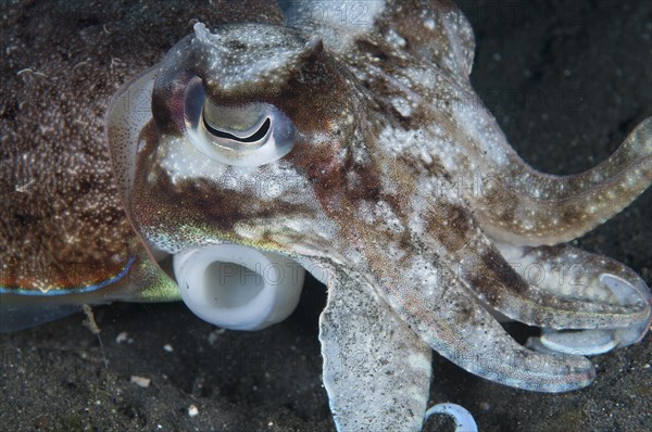 Broadclub Cuttlefish (Sepia latimanus)