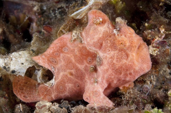 Painted Frogfish (Antennarius pictus)