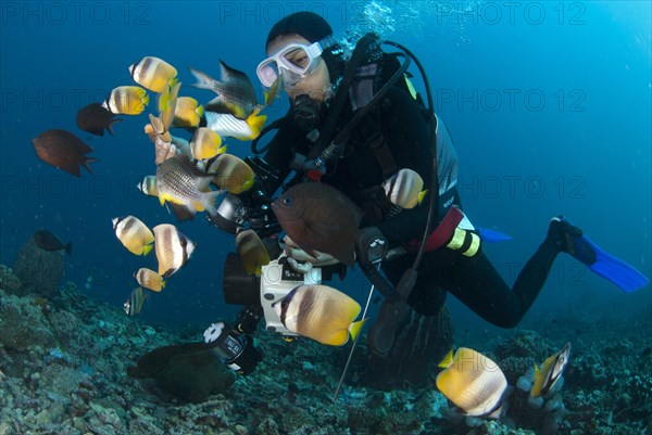 Klein's Butterflyfish (Chaetodon kleinii) shoal