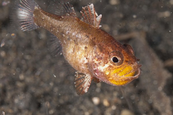 Weedy Cardinalfish (Foa fo)