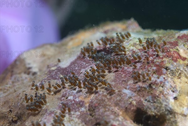 Eggs of the False Clown Anemonefish (Amphiprion ocellaris)