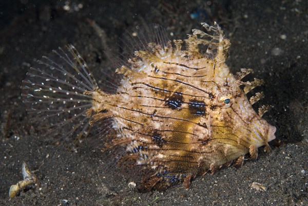 Leafy Filefish (Chaetodermis penicilligerus)