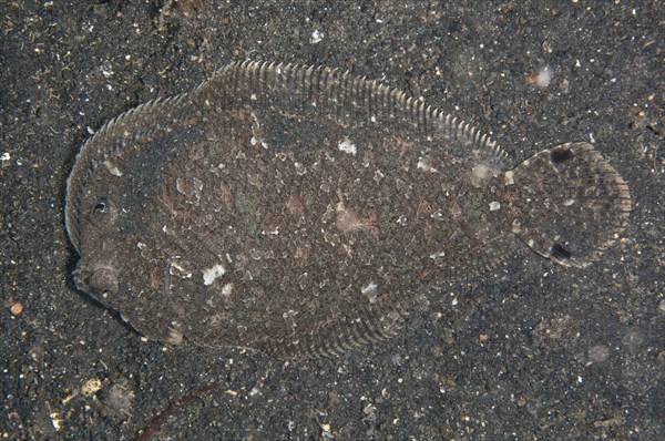 Largescale Flounder (Engyprosopon grandisquama)