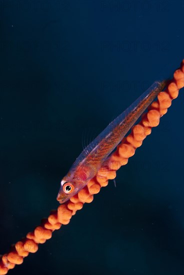 Whipcoral Dwarf Goby (Bryaninops youngei)