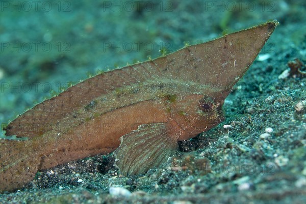 Spiny Waspfish (Ablabys macracanthus)