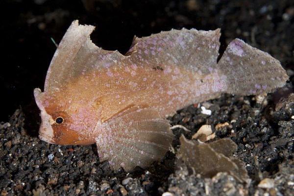 Cockatoo Leaffish (Ablabys taenianotus)