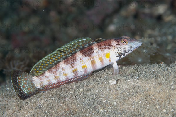 Blackfin Sandperch (Parapercis snyderi)