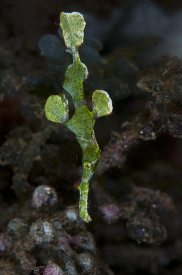 Halimeda Ghostpipefish (Solenostomus halimeda)