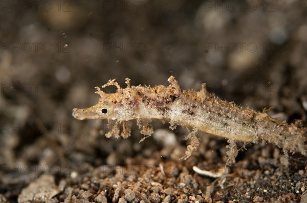 Shortpouch Pygmy Pipehorse (Acentronura tentaculata)