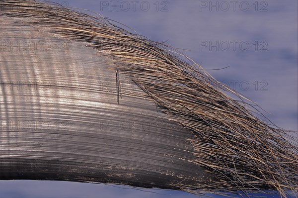 Blue Whale (Balaenoptera musculus)