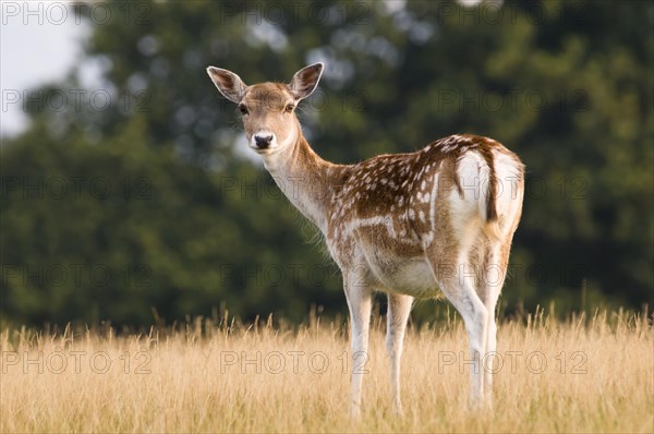 Fallow Deer (Dama dama) doe