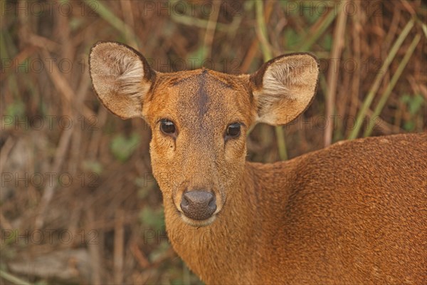 Hog Deer (Axis porcinus porcinus)