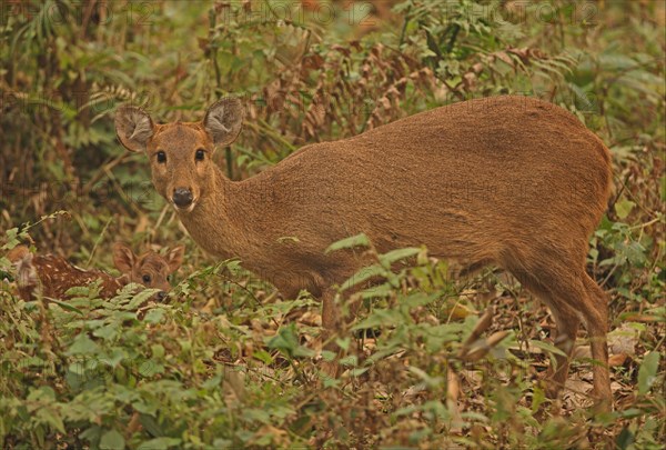 Hog Deer (Axis porcinus porcinus)