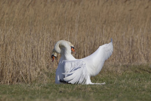 Mute Swan (Cygnus olor)