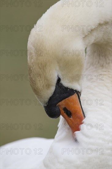 Mute Swan (Cygnus olor)